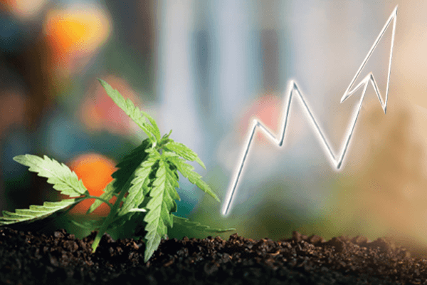 Read more about the article A explosão do mercado de cannabis medicinal no Brasil