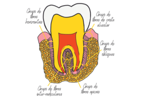 Read more about the article A importância da preservação do ligamento periodontal